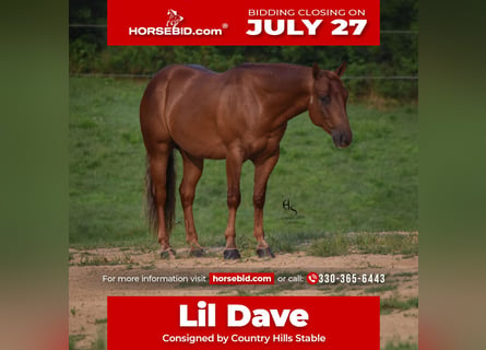 American Quarter Horse, Wałach, 4 lat, 142 cm, Cisawa