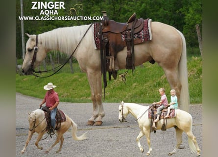 American Quarter Horse, Wałach, 4 lat, 142 cm, Izabelowata