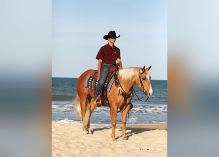 American Quarter Horse, Wałach, 4 lat, 145 cm, Izabelowata