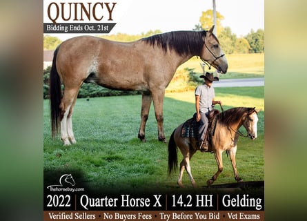 American Quarter Horse Mix, Wałach, 4 lat, 147 cm, Jelenia