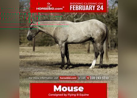 American Quarter Horse, Wałach, 4 lat, 147 cm, Siwa