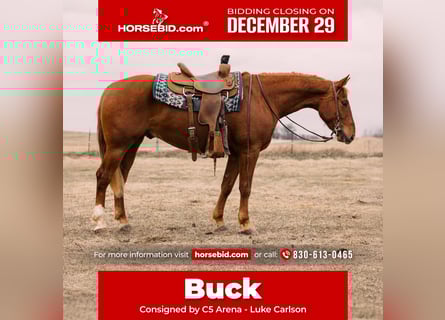 American Quarter Horse, Wałach, 4 lat, 150 cm, Cisawa