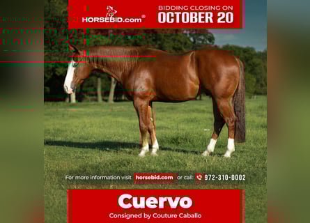 American Quarter Horse, Wałach, 4 lat, 150 cm, Cisawa