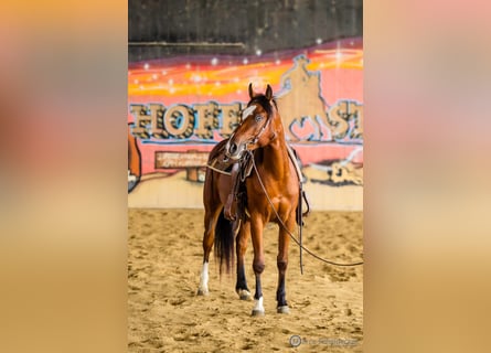 American Quarter Horse, Wałach, 4 lat, 150 cm, Gniada