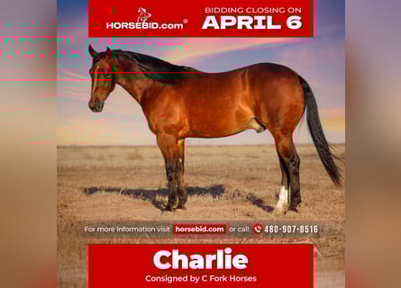 American Quarter Horse, Wałach, 4 lat, 150 cm, Gniada