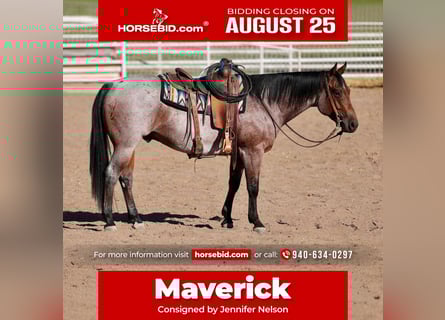American Quarter Horse, Wałach, 4 lat, 150 cm, Gniadodereszowata