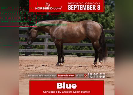 American Quarter Horse, Wałach, 4 lat, 150 cm, Grullo