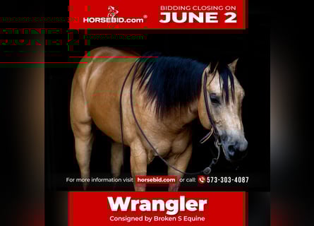 American Quarter Horse, Wałach, 4 lat, 150 cm, Jelenia