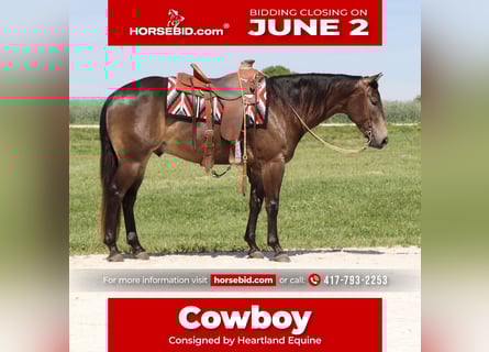 American Quarter Horse, Wałach, 4 lat, 150 cm, Jelenia
