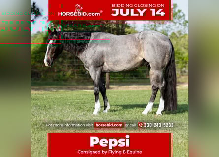 American Quarter Horse, Wałach, 4 lat, 150 cm, Karodereszowata