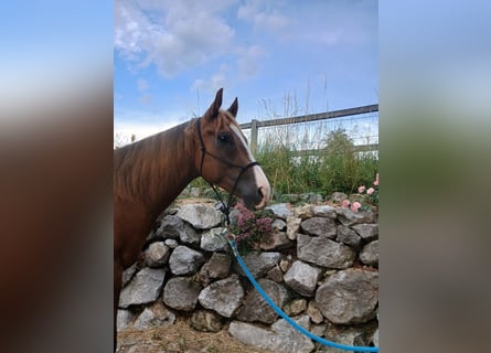 American Quarter Horse, Wałach, 4 lat, 150 cm, Kasztanowata