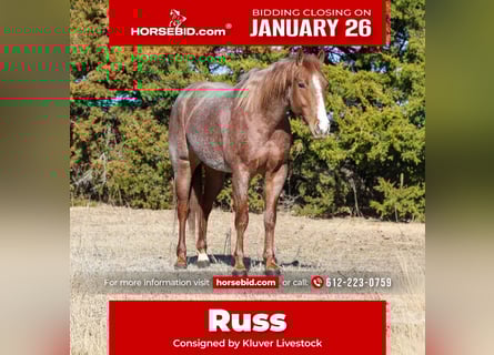 American Quarter Horse, Wałach, 4 lat, 150 cm, Kasztanowatodereszowata