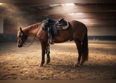 American Quarter Horse, Wałach, 4 lat, 151 cm, Ciemnokasztanowata
