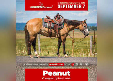 American Quarter Horse, Wałach, 4 lat, 152 cm, Bułana