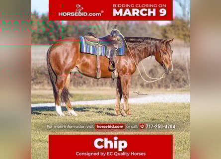 American Quarter Horse, Wałach, 4 lat, 152 cm, Cisawa