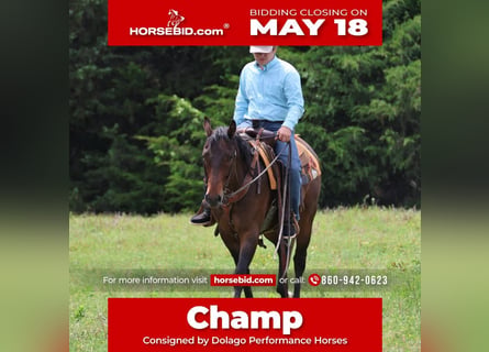 American Quarter Horse, Wałach, 4 lat, 152 cm, Gniada
