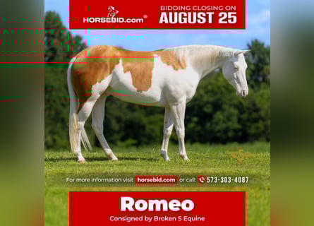 American Quarter Horse, Wałach, 4 lat, 152 cm, Izabelowata