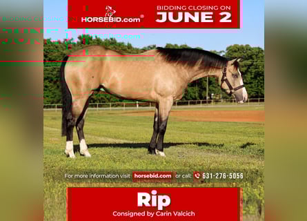 American Quarter Horse, Wałach, 4 lat, 152 cm, Jelenia
