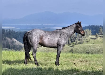 American Quarter Horse, Wałach, 4 lat, 152 cm, Karodereszowata