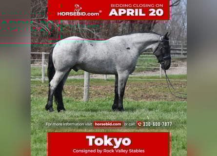 American Quarter Horse Mix, Wałach, 4 lat, 152 cm, Karodereszowata