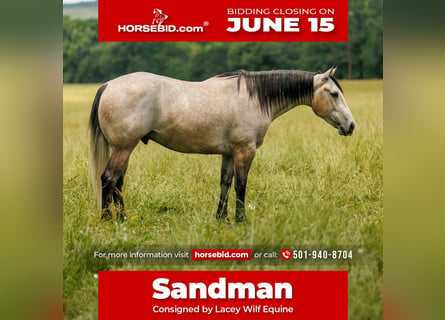 American Quarter Horse, Wałach, 4 lat, 152 cm, Siwa