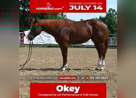 American Quarter Horse, Wałach, 4 lat, 155 cm, Cisawa