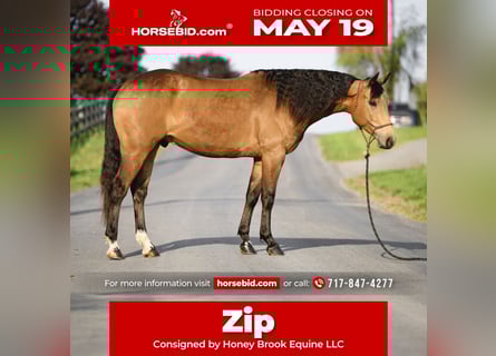 American Quarter Horse, Wałach, 4 lat, 155 cm, Jelenia