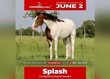 American Quarter Horse, Wałach, 4 lat, 157 cm, Gniada