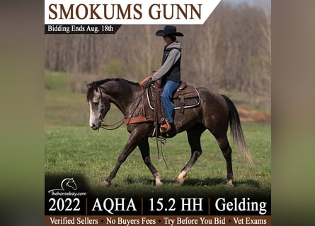 American Quarter Horse, Wałach, 4 lat, 157 cm, Siwa