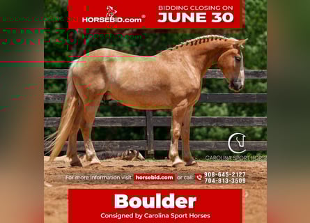 American Quarter Horse Mix, Wałach, 4 lat, 160 cm, Izabelowata