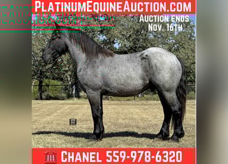 American Quarter Horse, Wałach, 4 lat, 163 cm, Karodereszowata