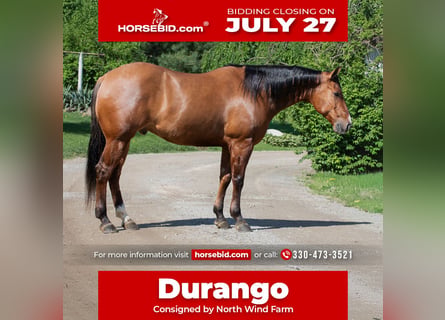 American Quarter Horse, Wałach, 4 lat, Bułana