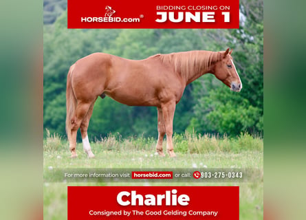 American Quarter Horse, Wałach, 4 lat, Ciemnokasztanowata