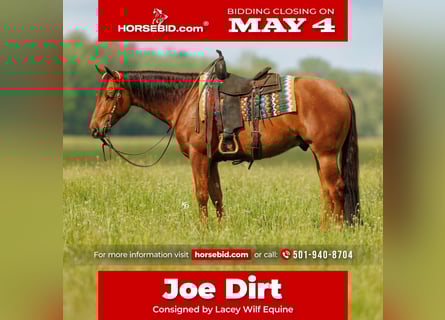 American Quarter Horse, Wałach, 4 lat, Cisawa