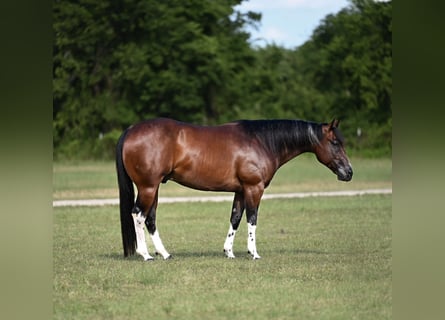 American Quarter Horse, Wałach, 4 lat, Gniada