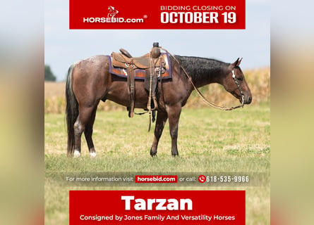 American Quarter Horse, Wałach, 4 lat, Gniadodereszowata