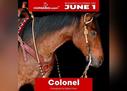 American Quarter Horse, Wałach, 4 lat, Gniadodereszowata