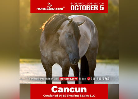 American Quarter Horse Mix, Wałach, 4 lat, Grullo