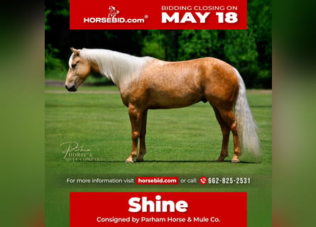 American Quarter Horse, Wałach, 4 lat, Izabelowata