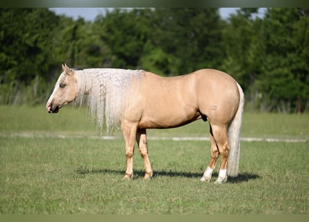 American Quarter Horse, Wałach, 4 lat, Izabelowata