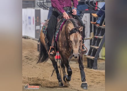 American Quarter Horse, Wałach, 4 lat, Jelenia