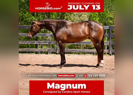 American Quarter Horse, Wałach, 4 lat, Jelenia