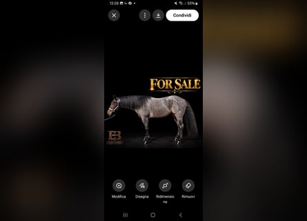 American Quarter Horse, Wałach, 4 lat, Karodereszowata