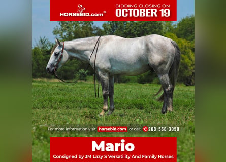 American Quarter Horse, Wałach, 4 lat, Siwa