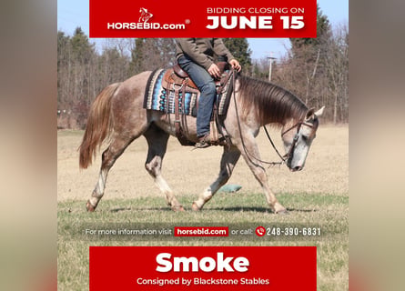 American Quarter Horse, Wałach, 4 lat, Siwa