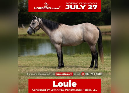 American Quarter Horse, Wałach, 4 lat, Siwa