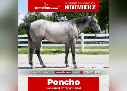 American Quarter Horse, Wałach, 4 lat, Siwa