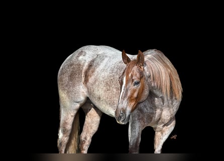 American Quarter Horse, Wałach, 5 lat, 142 cm, Kasztanowatodereszowata