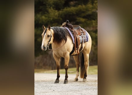 American Quarter Horse, Wałach, 5 lat, 145 cm, Jelenia