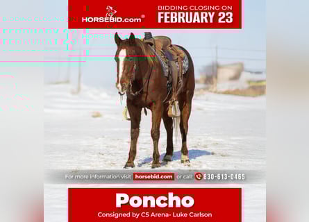 American Quarter Horse, Wałach, 5 lat, 147 cm, Cisawa